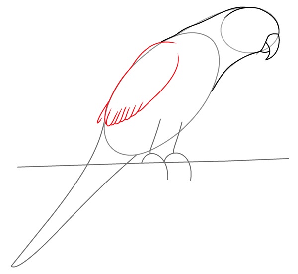 parrot drawing