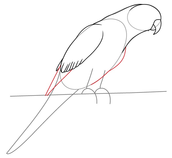 parrot drawing