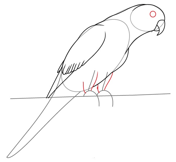 parrot drawing